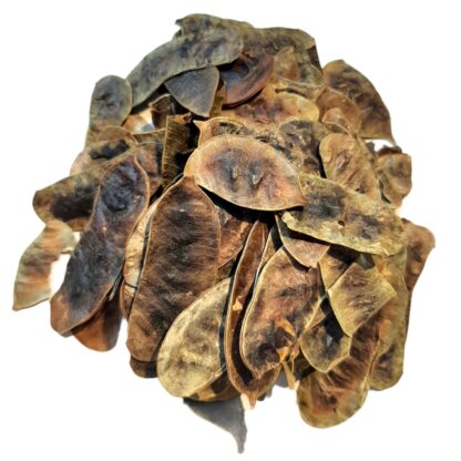 Senna (pot)
